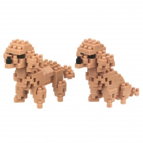 Toy Poodle - Dog Breed